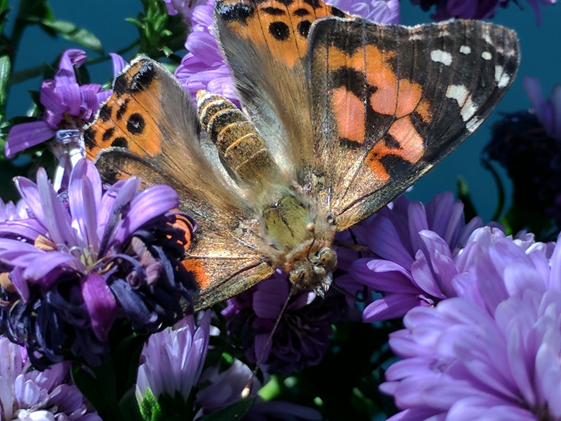 monarch monarch butterfly butterfly free photo