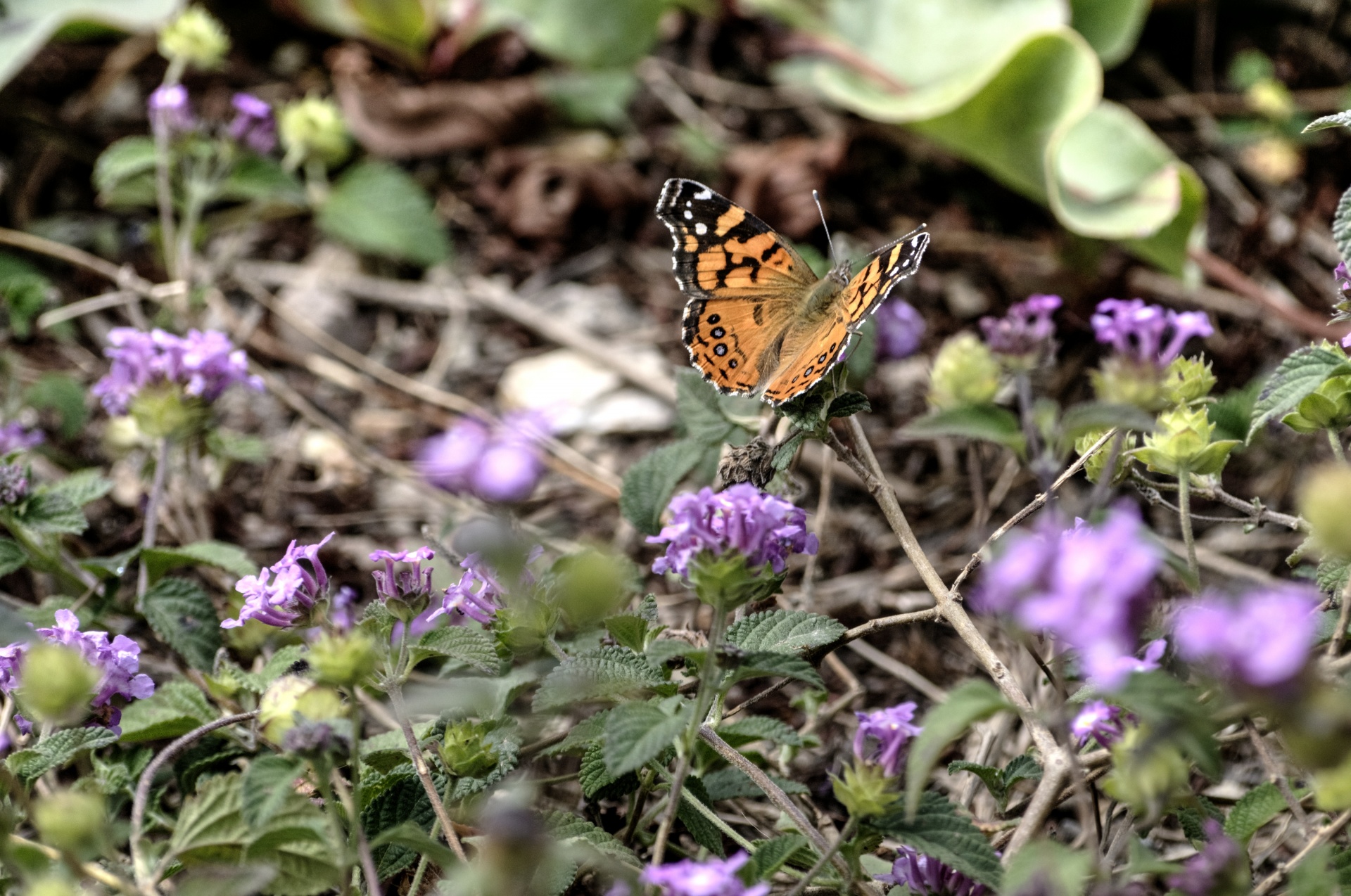 butterfly butterflies purple free photo