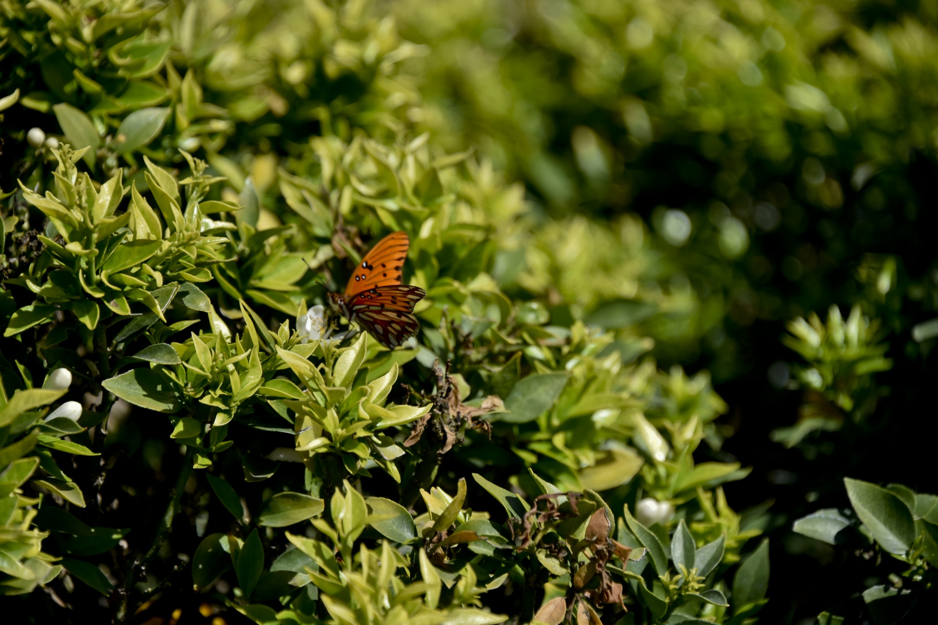 monarch butterfly insect orange free photo