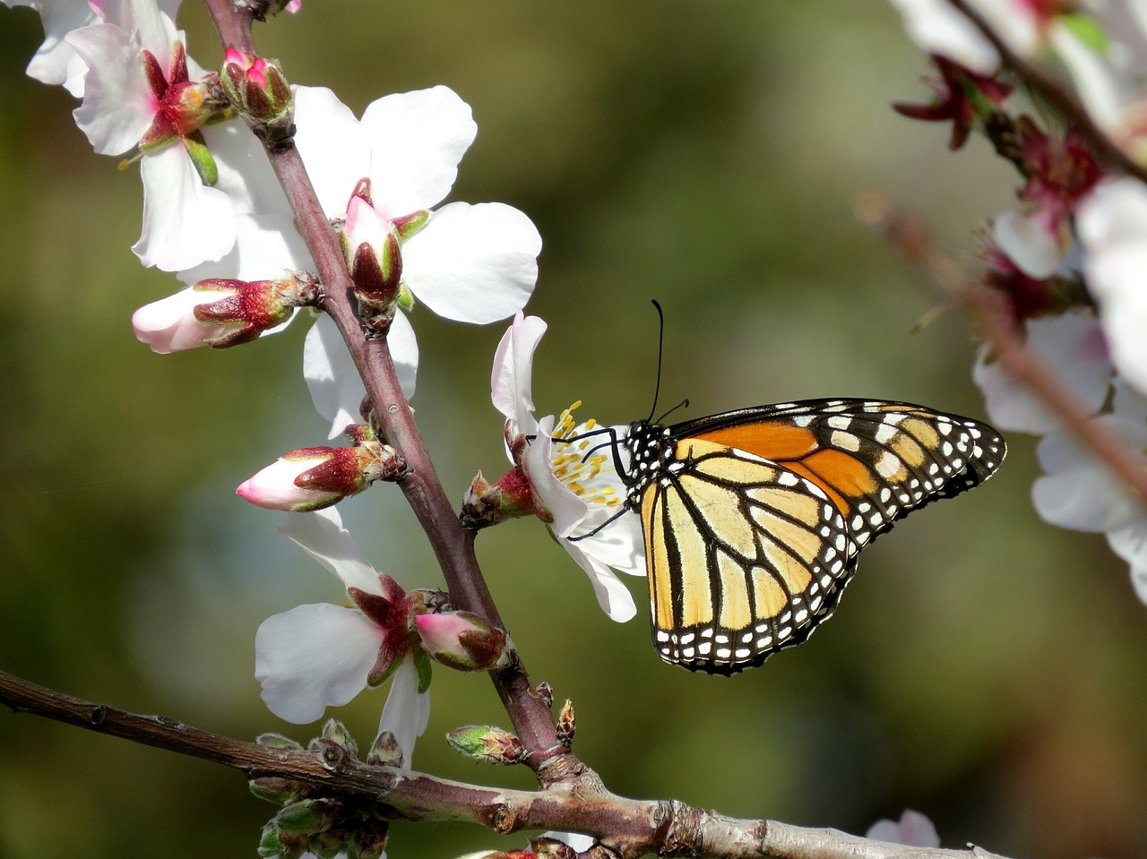 monarch butterfly wanderer almond blossom free photo