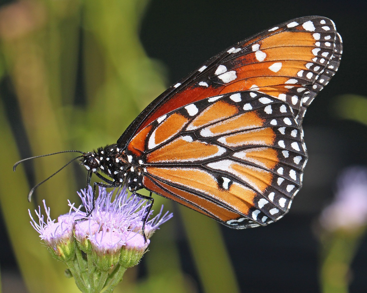 monarch butterfly flower blossom free photo