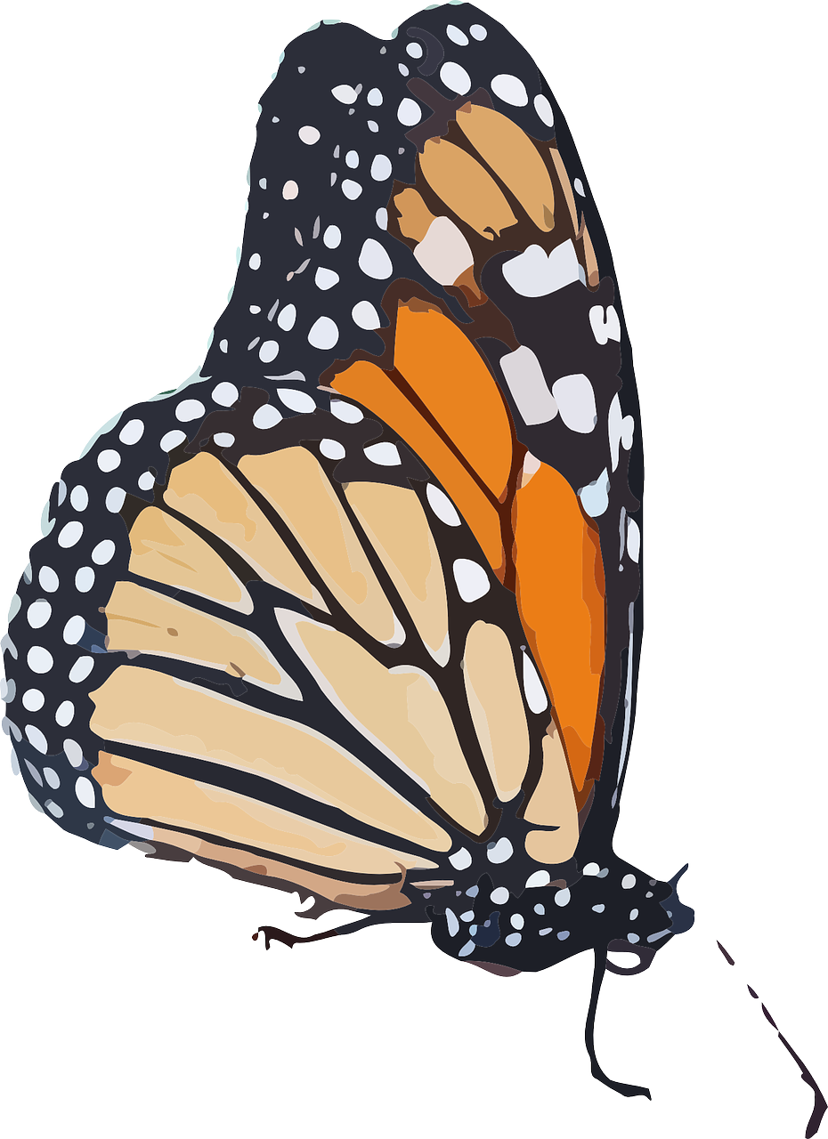 monarch butterfly danaus plexippus milkweed butterfly free photo