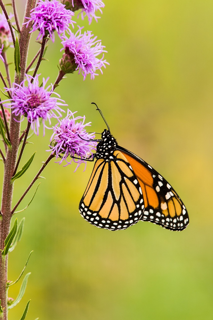 monarch butterfly flower blossom free photo