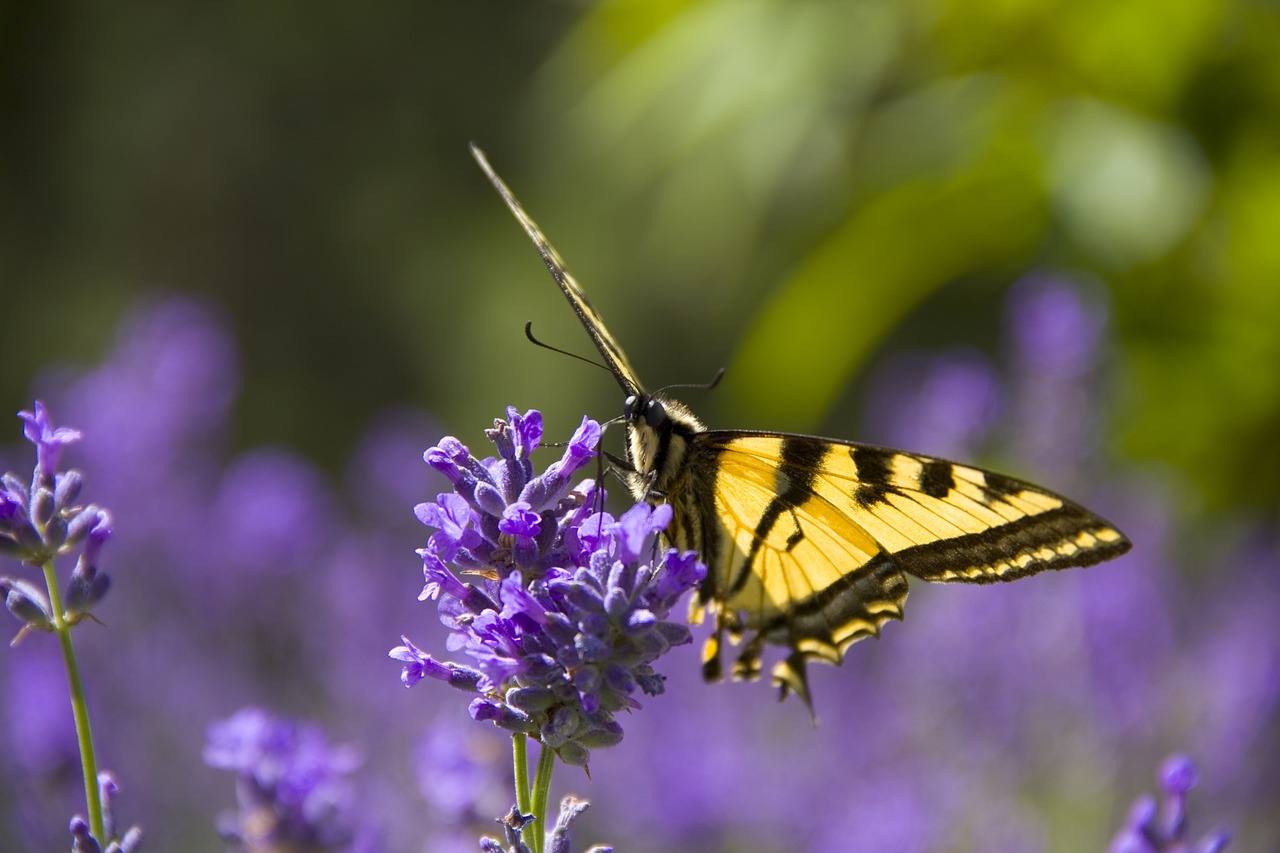 monarch butterfly flowers spring free photo