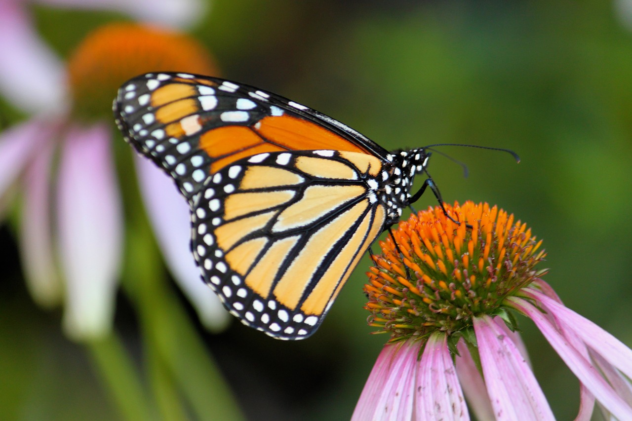 monarch butterfly insect nature free photo