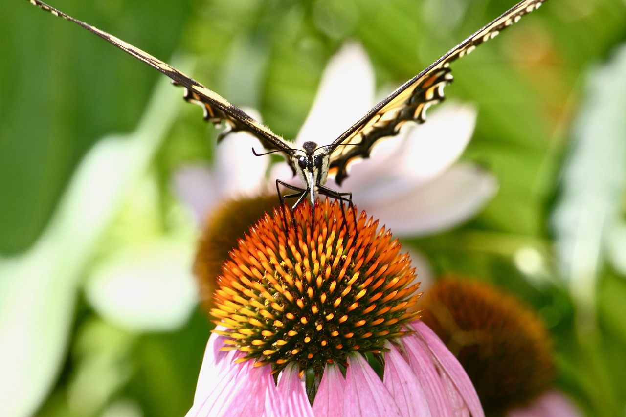monarch butterfly garden butterfly free photo
