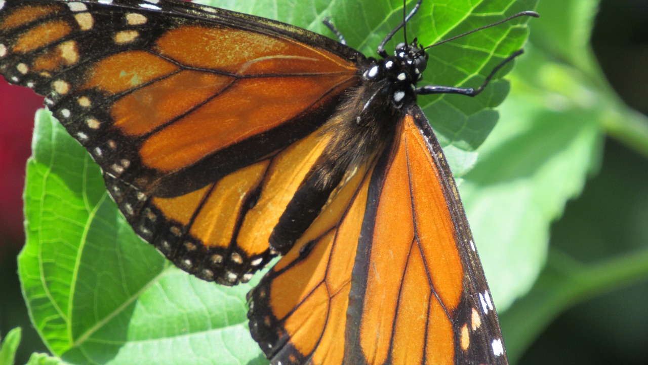 monarch butterfly butterfly orange free photo