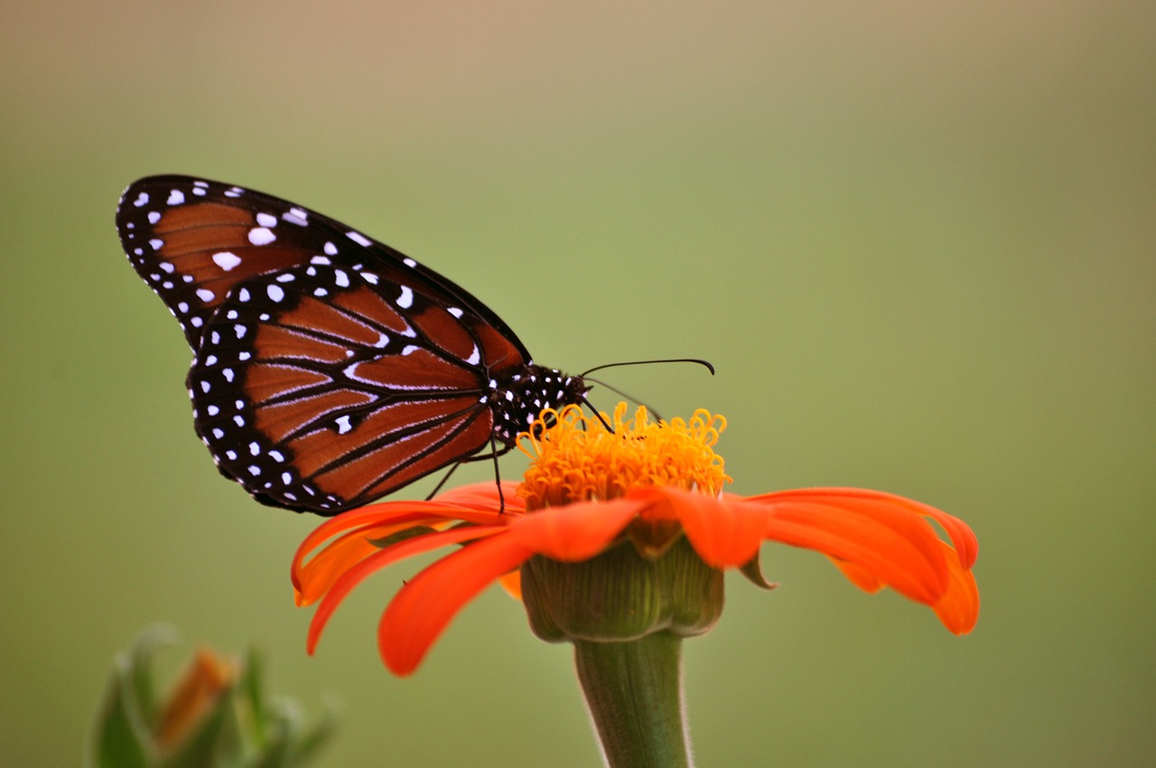 monarch butterfly butterfly sunflower free photo