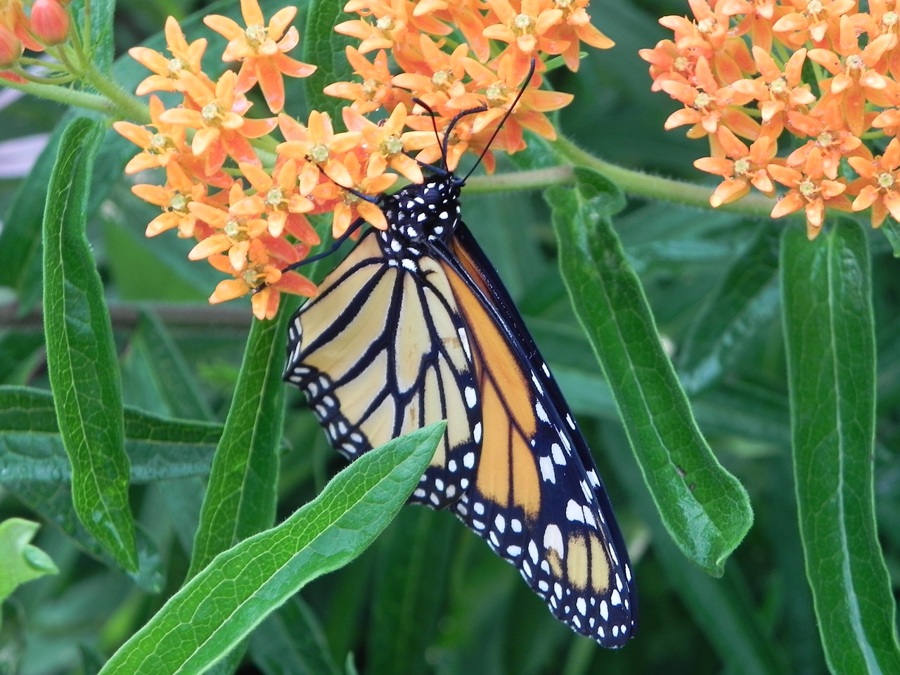monarch butterfly milkweed butterfly free photo