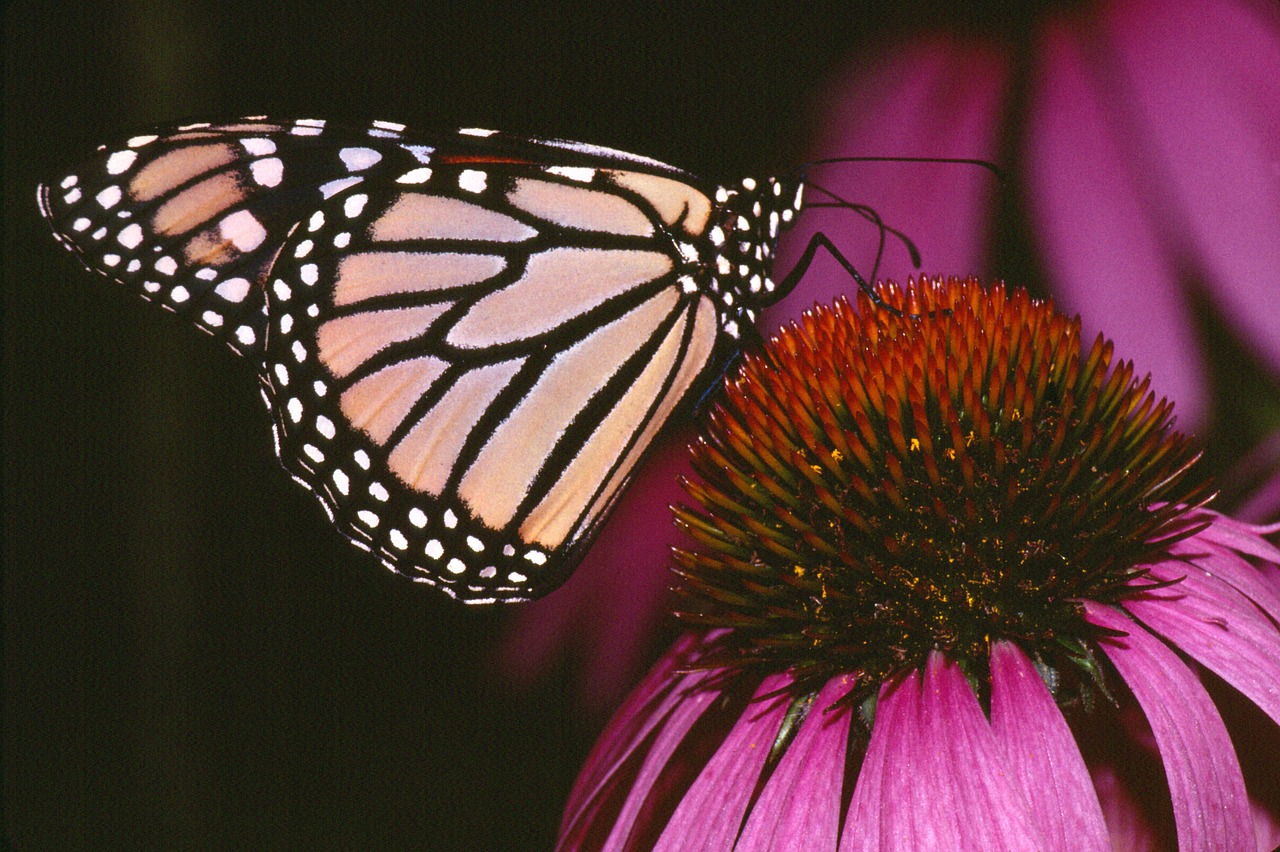 monarch butterfly insects flower free photo