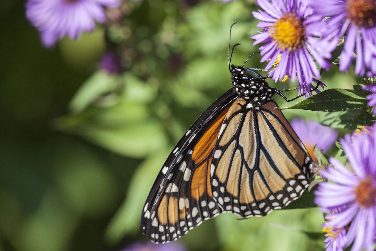 monarch butterfly butterfly monarch free photo