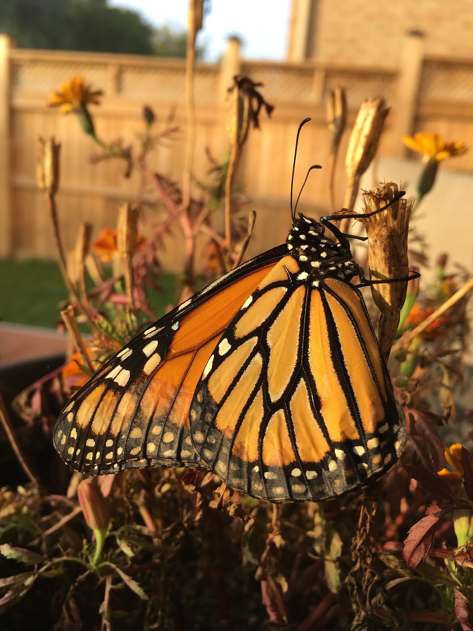 monarch butterfly butterfly monarch free photo