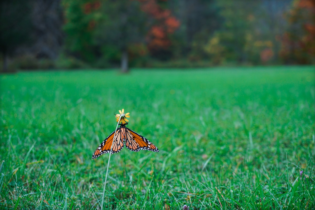 monarch butterfly butterfly fall free photo