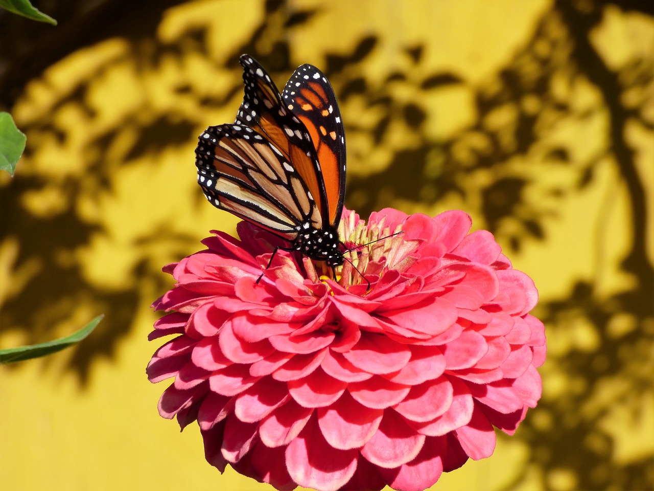 monarch butterfly flower wildflower free photo