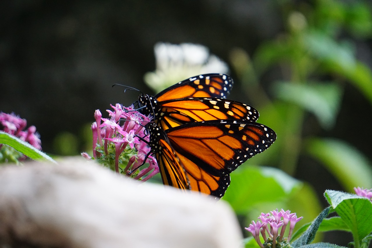 monarch butterfly  animals  zoo free photo