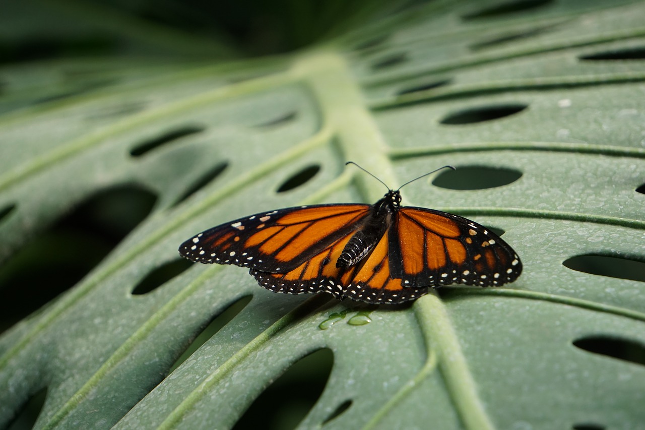 monarch butterfly  animals  zoo free photo