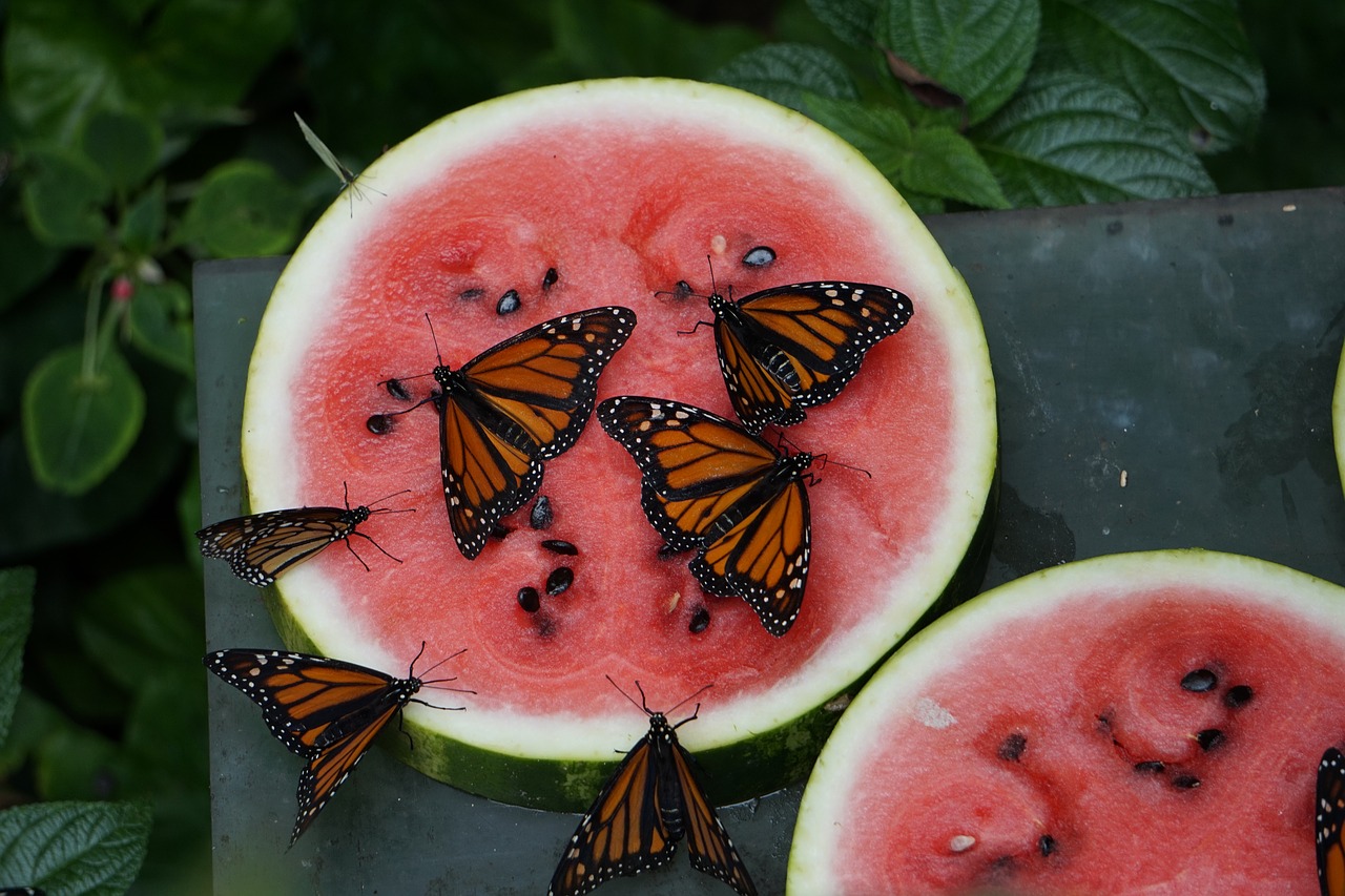 monarch butterfly  nature  wings free photo