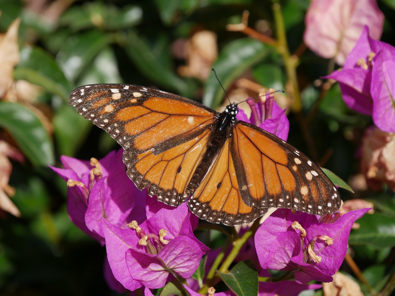 monarch butterfly  butterfly  insect free photo