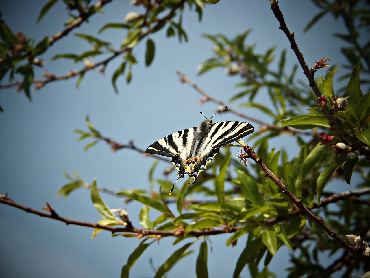 monarch butterfly butterfly wings sky free photo