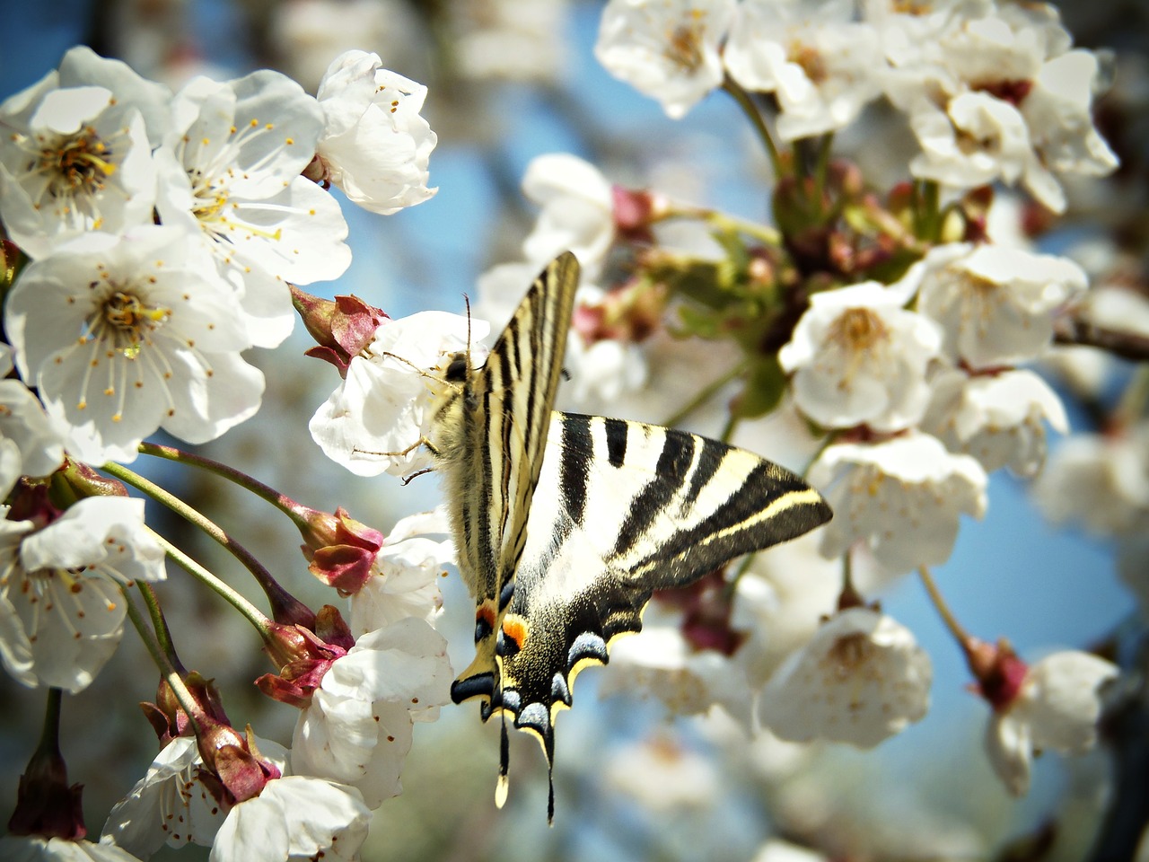 monarch butterfly flowers tree free photo