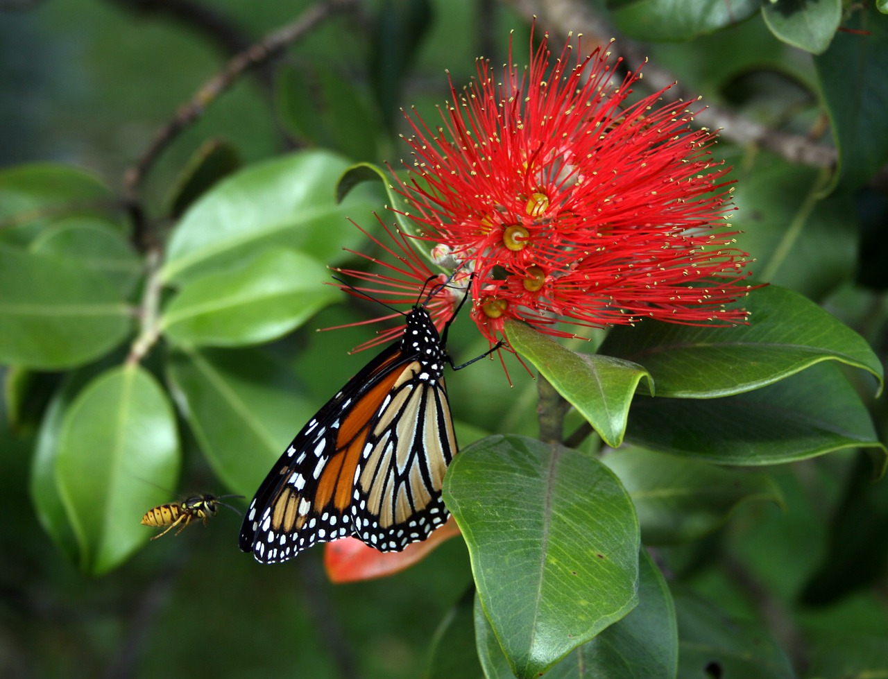monarch butterfly danaus plexippus wasp free photo