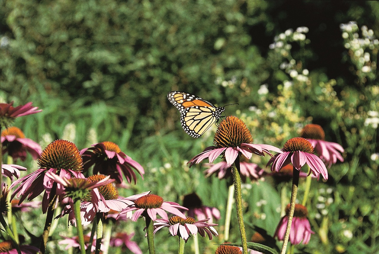 monarch butterfly coneflower purple prairie free photo