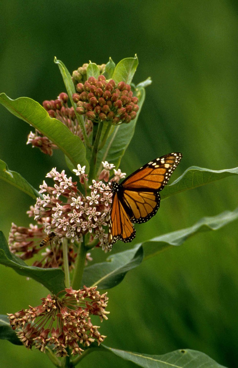 monarch butterfly insect flower free photo