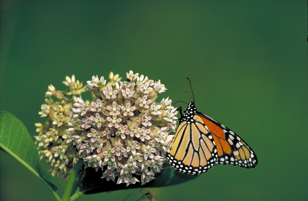 monarch butterfly flower milkweed free photo