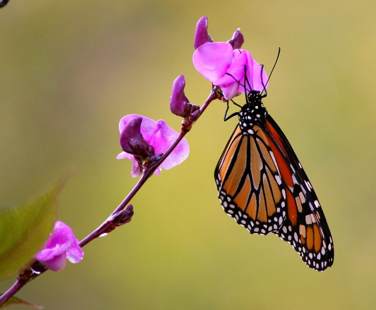 monarch butterfly pink flowers flying insect free photo