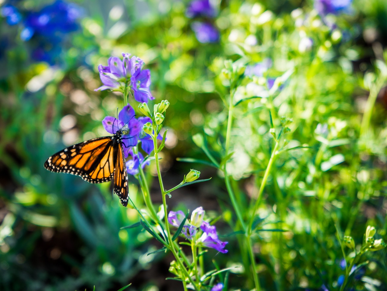 monarch butterfly purple flower orange free photo