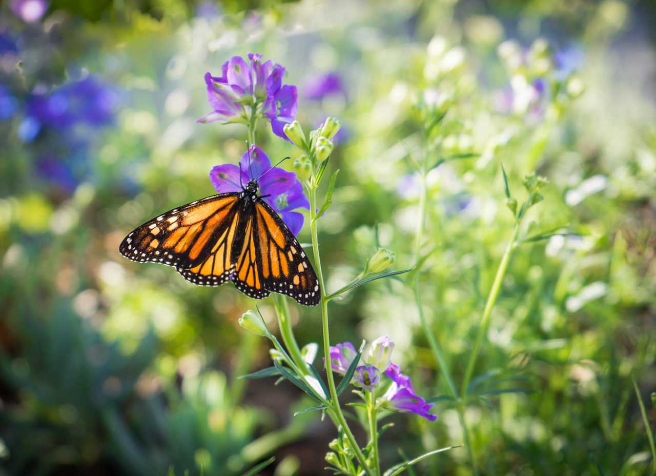 monarch butterfly purple flower orange free photo