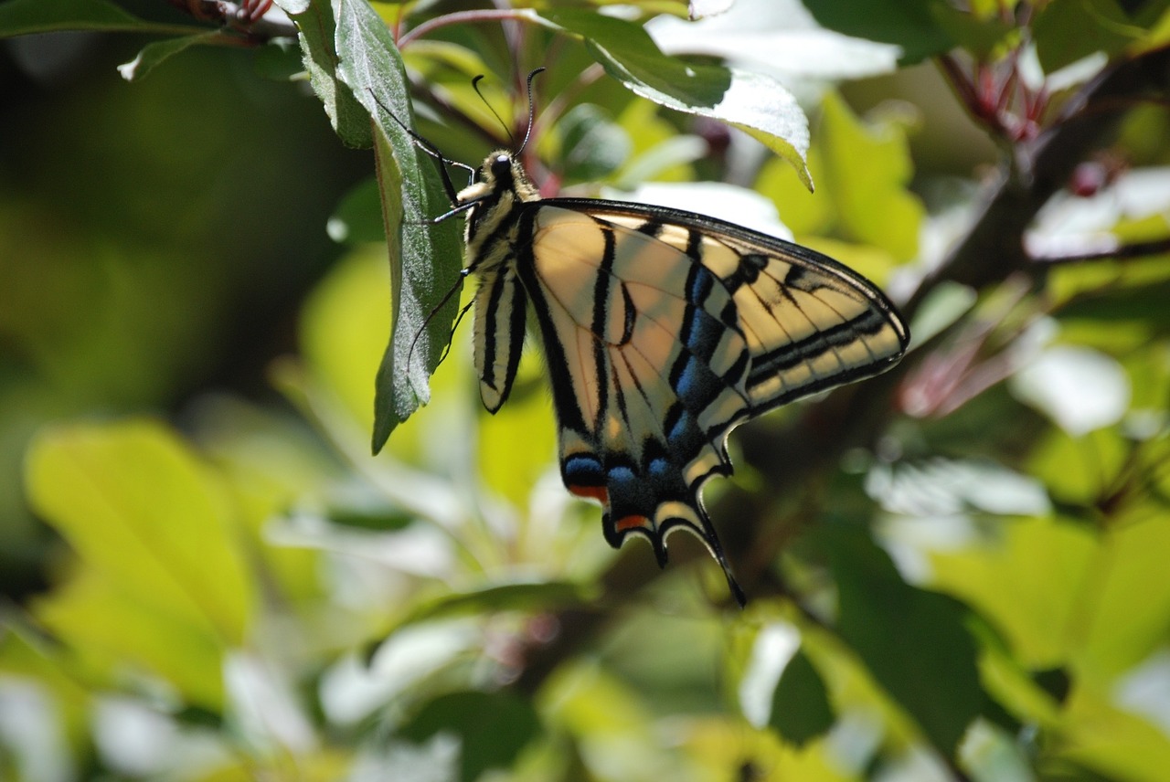 monarch butterfly insect lepidoptera free photo