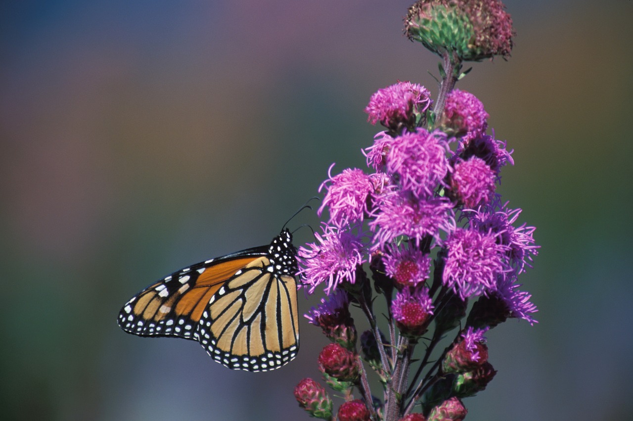 monarch butterfly flower blazing star free photo