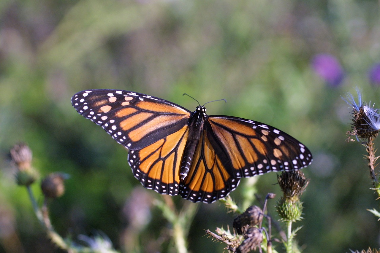 monarch butterfly flower blossom free photo