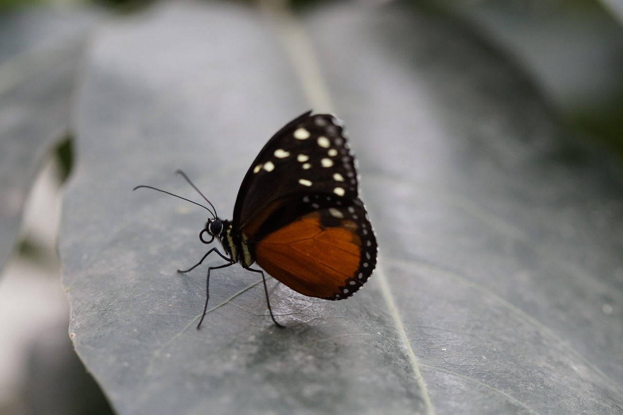 monarch butterfly butterfly tropical free photo