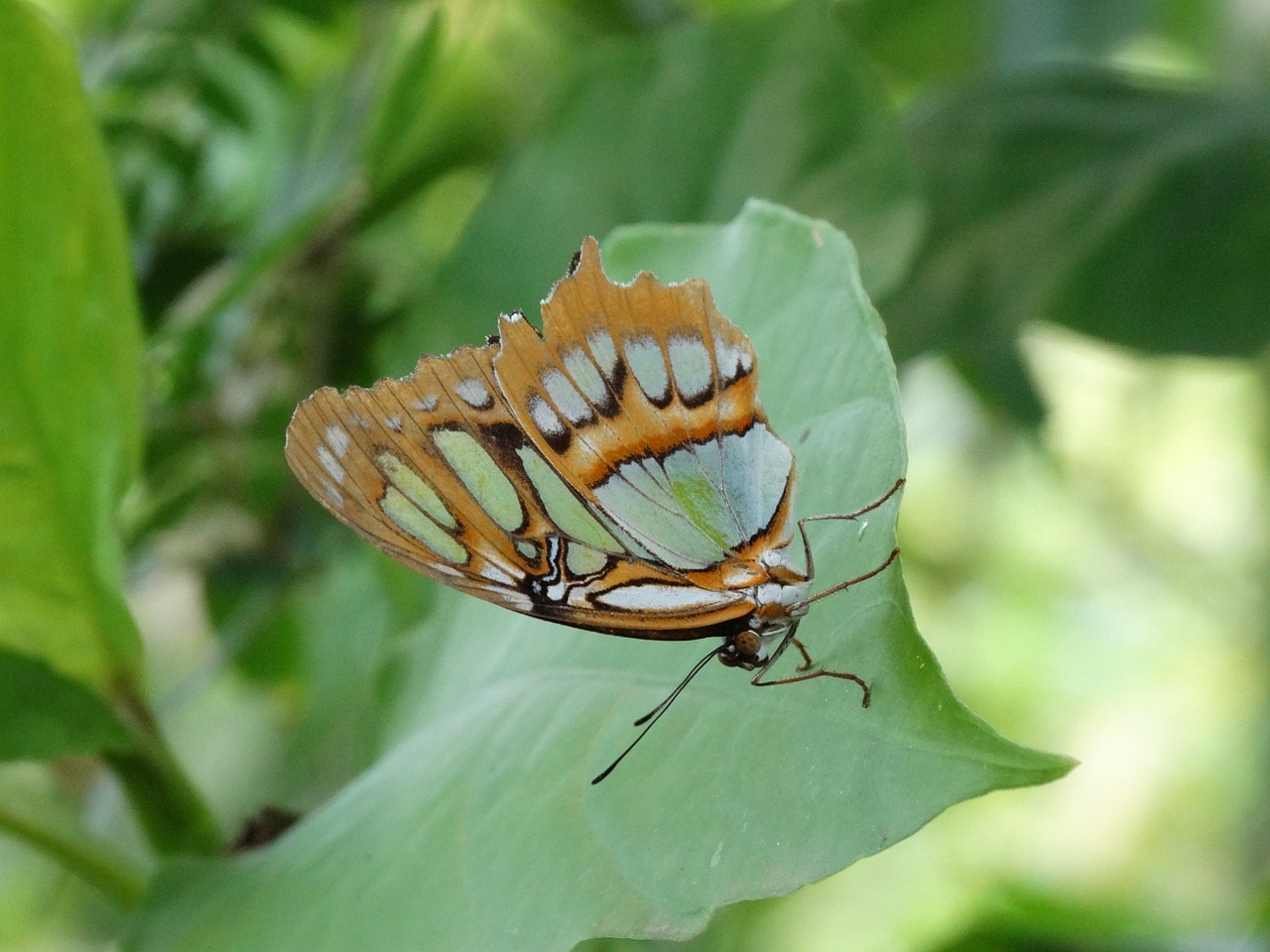 monarch butterfly butterfly danaus plexippus free photo