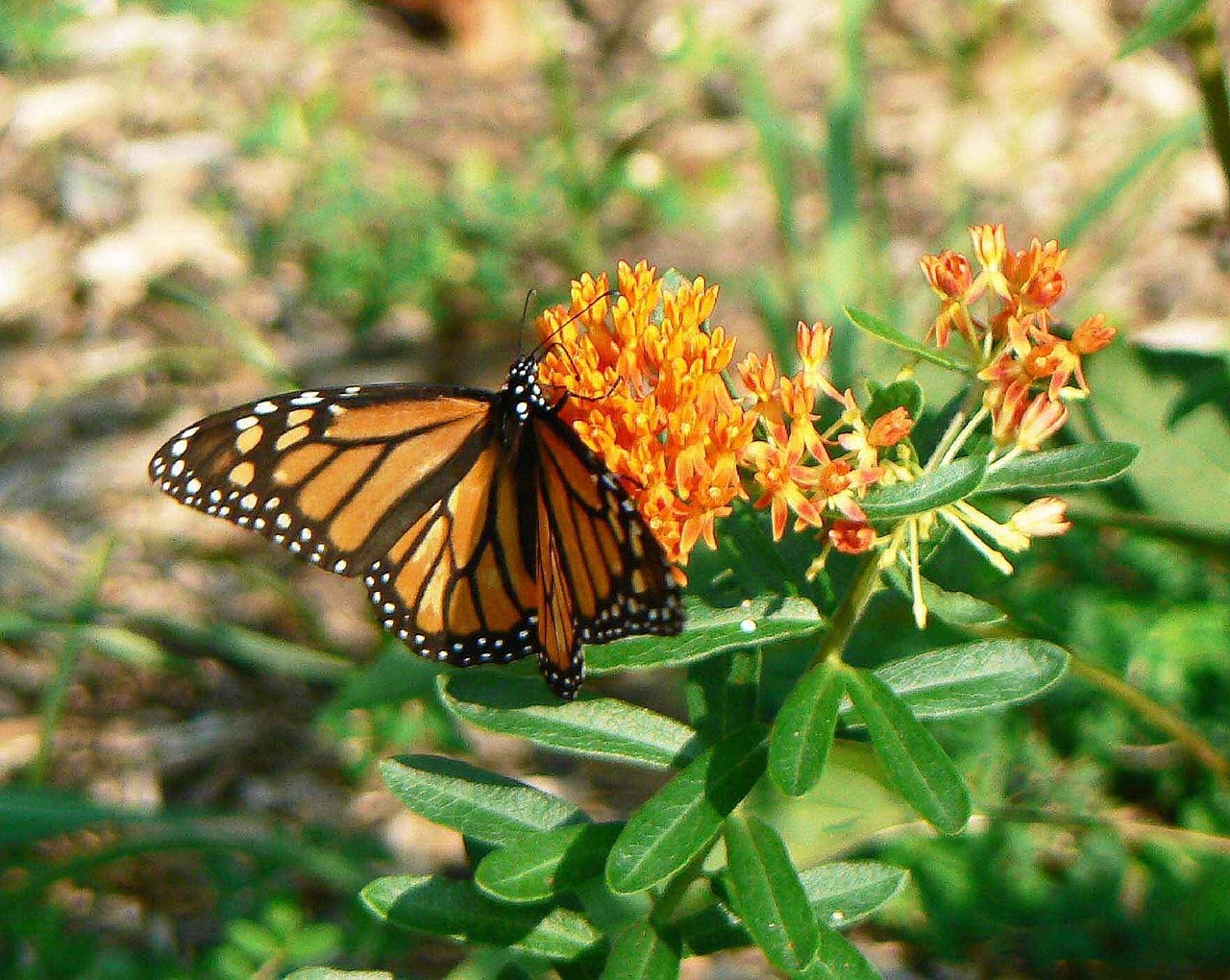 monarch butterfly flower butterflyweed free photo