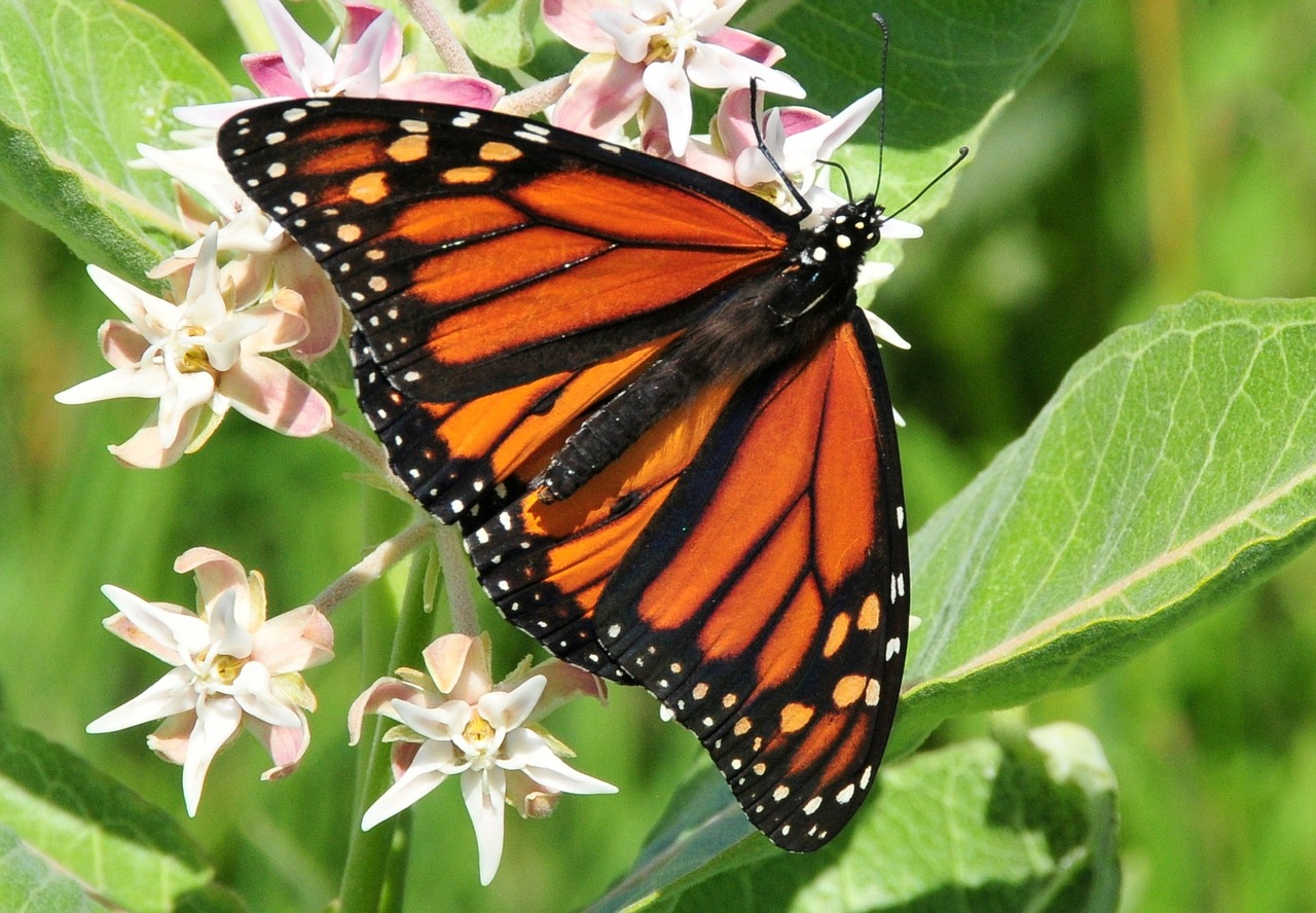 monarch butterfly flower blossom free photo