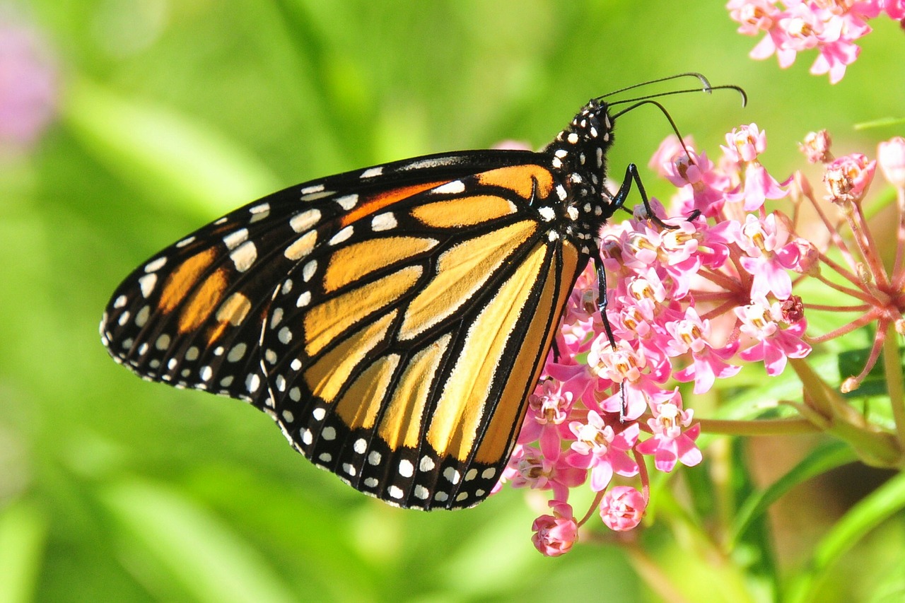 monarch butterfly flower blossom free photo