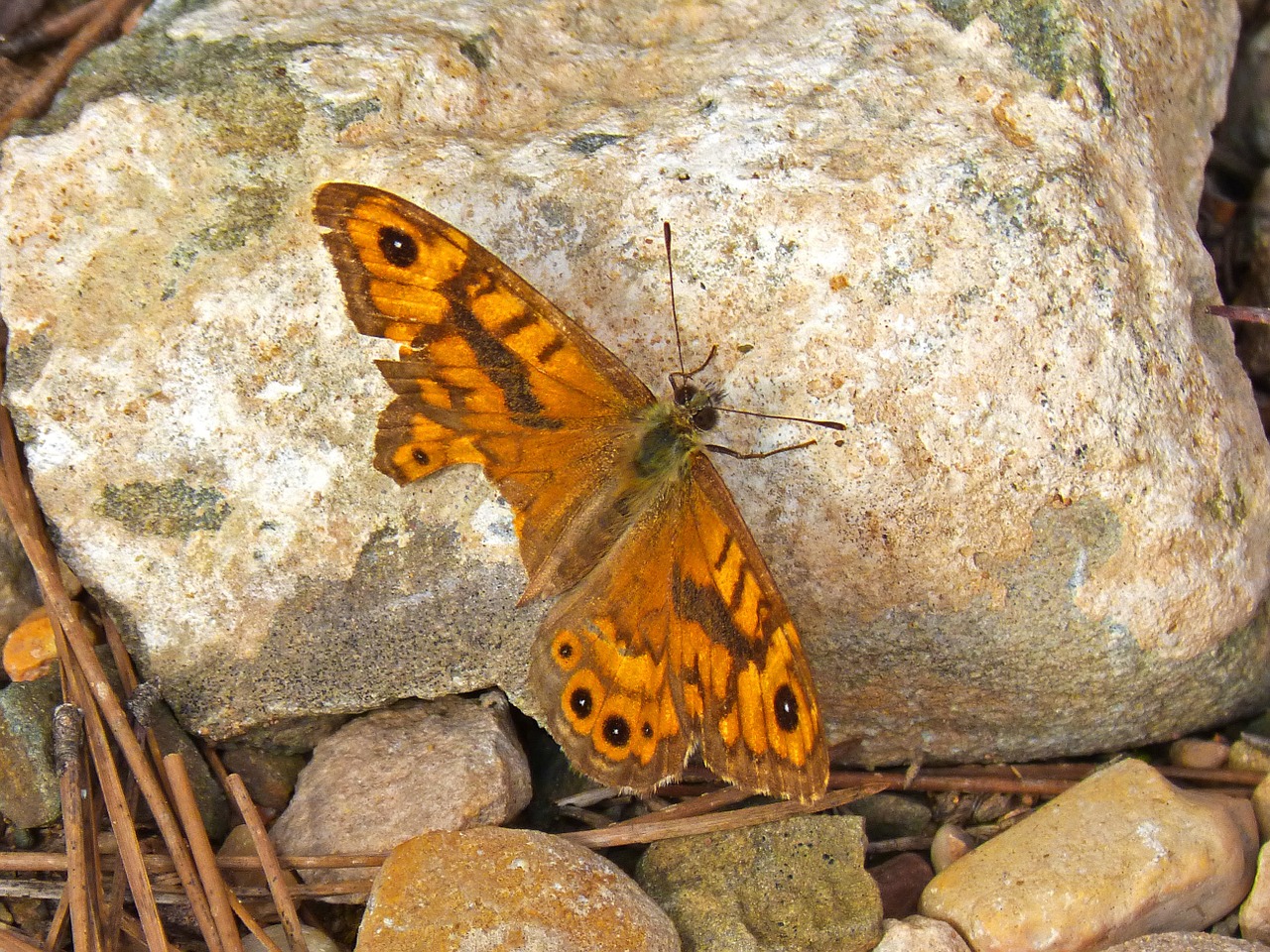 monarch butterfly orange detail free photo