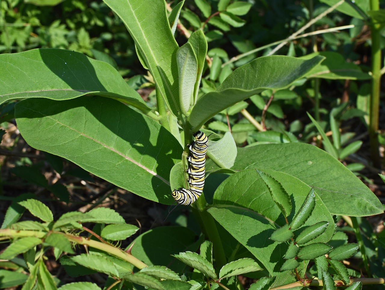monarch butterfly caterpillar larva worm free photo