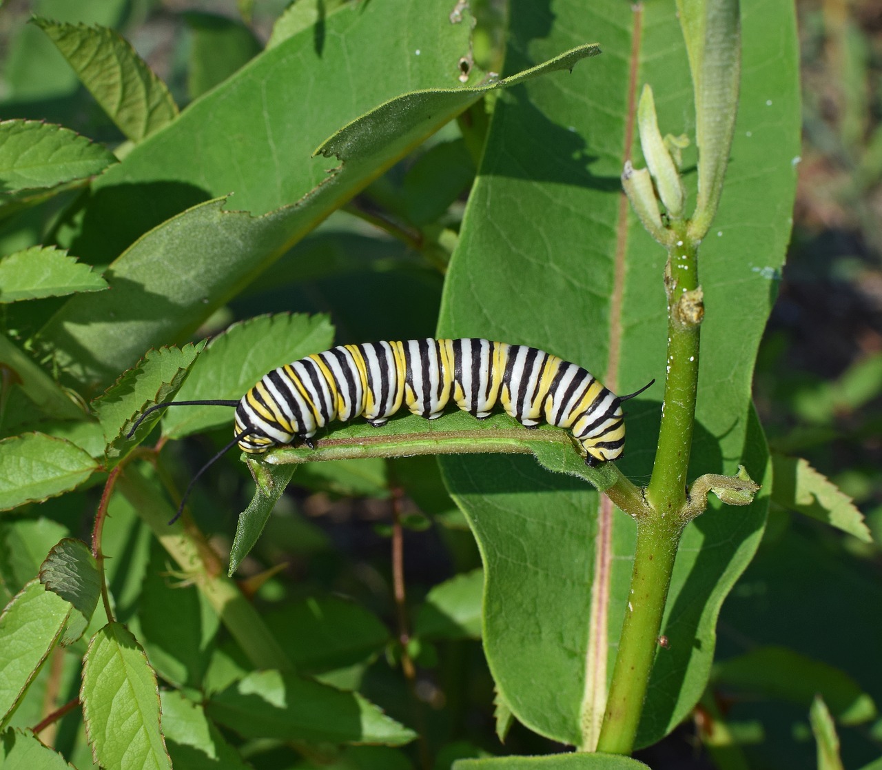 monarch butterfly caterpillar larva worm free photo