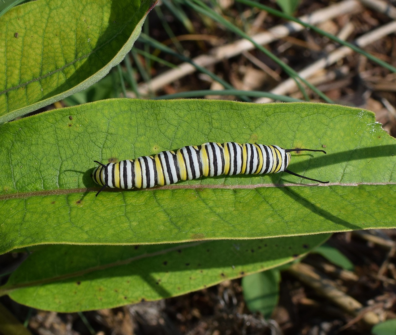 monarch butterfly caterpillar larva worm free photo