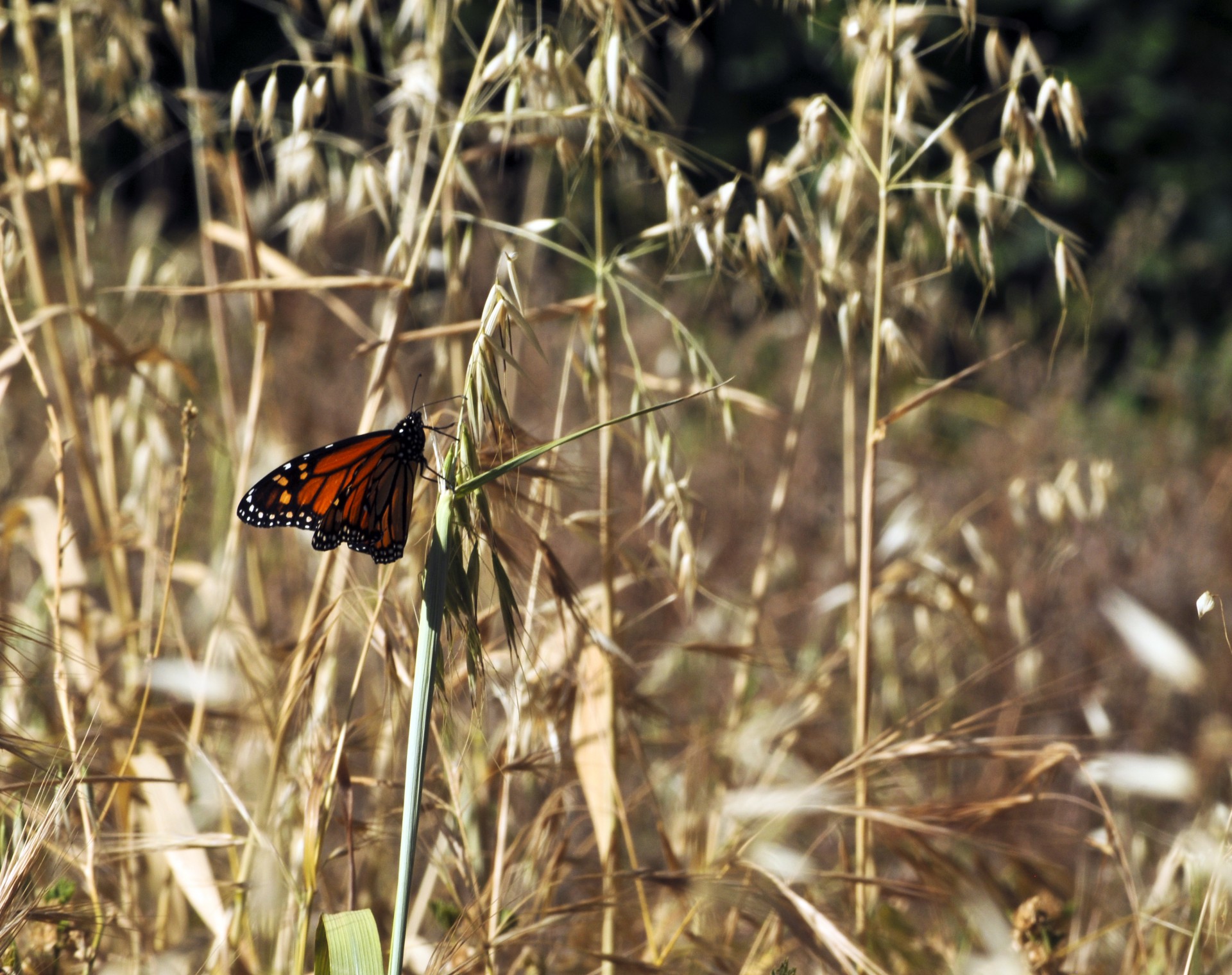 monarch butterfly butterflies free photo