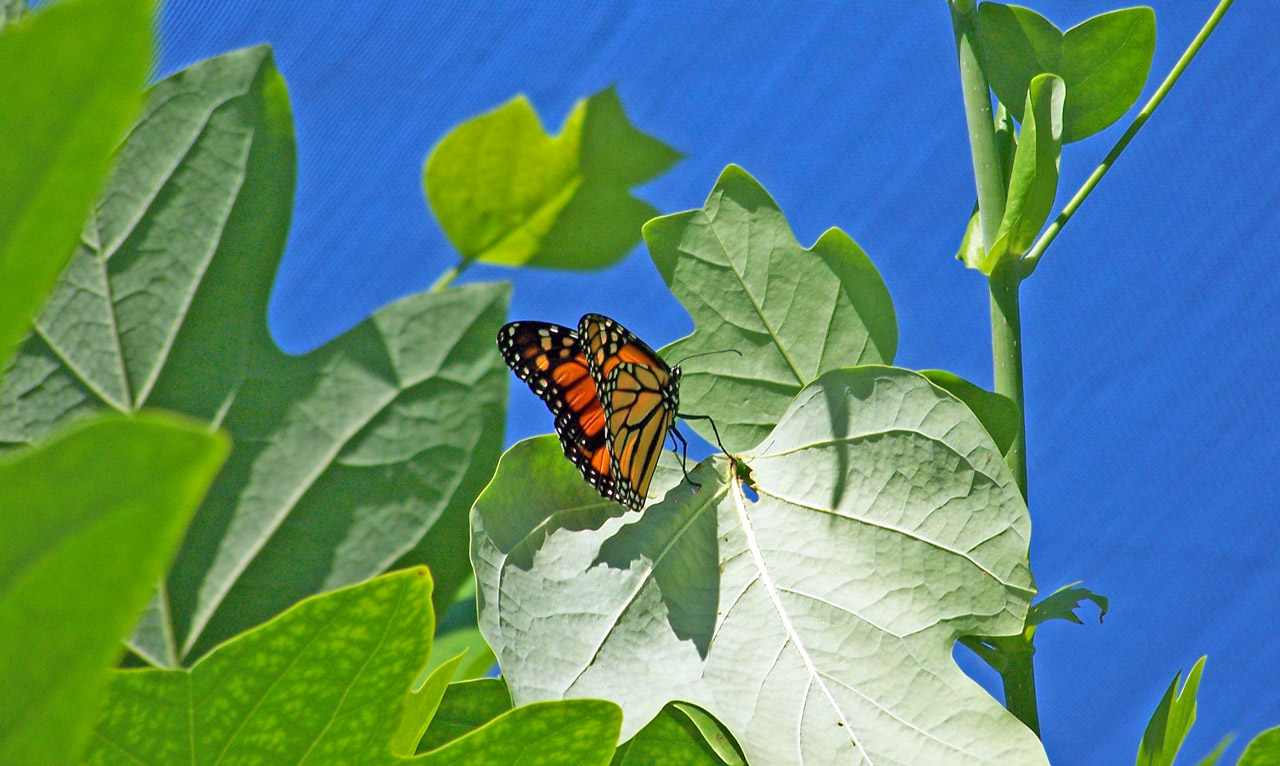 monarch butterfly leaf free photo