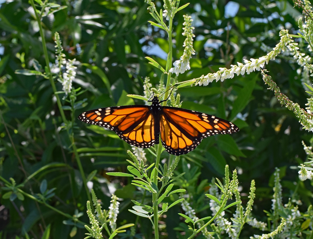 monarch butterfly on sweet clover butterfly insect free photo