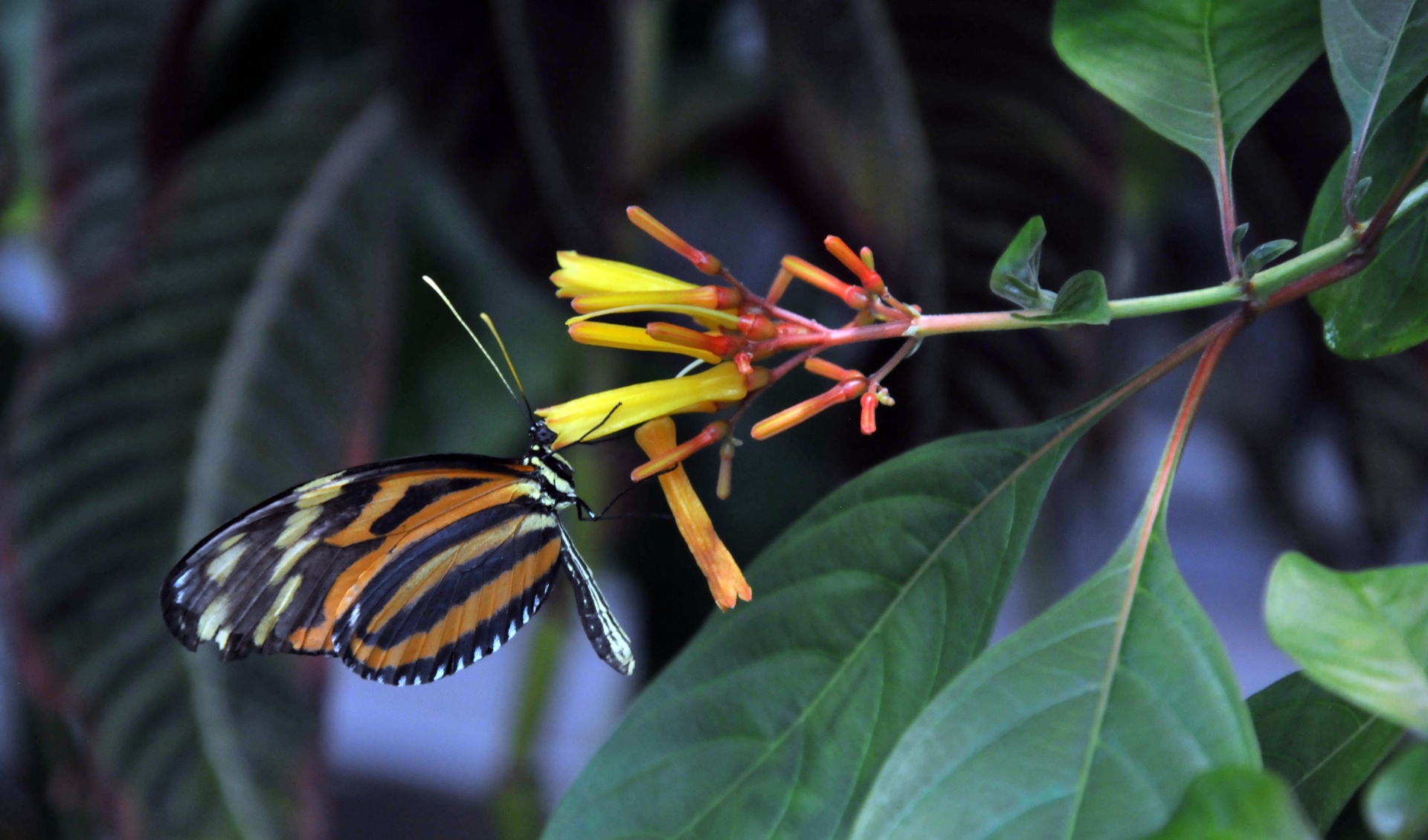 monarch butterfly butterfly butterflies free photo