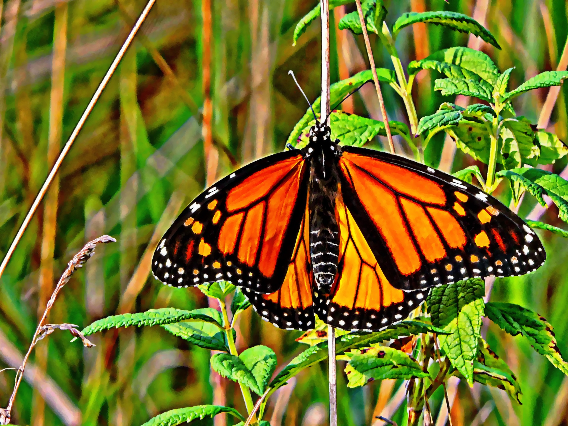 butterfly monarch insect free photo
