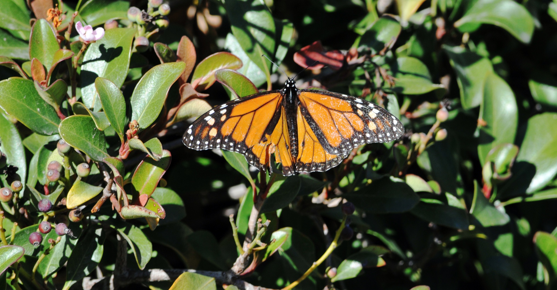 butterfly butterflies monarch butterfly free photo