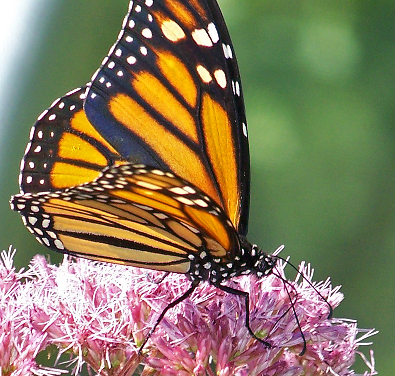 monarch butterfly flower free photo